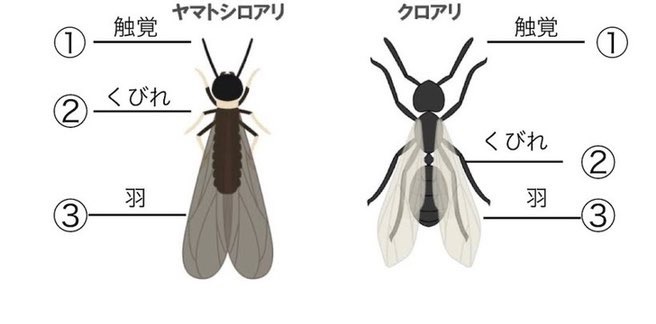 羽アリの見分け方